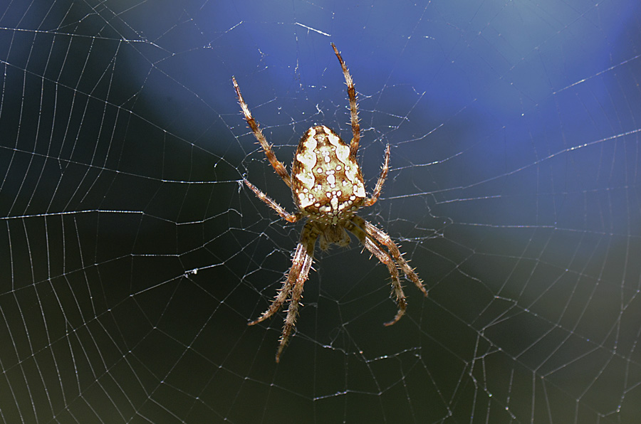 Araneus diadematus